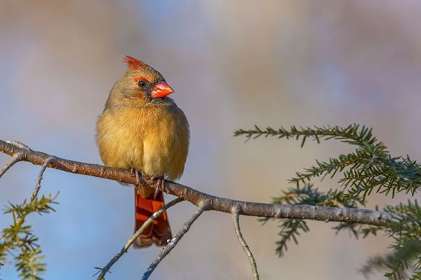 Jones, Adam 아티스트의 Female northern cardinal in winter작품입니다.